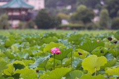 1000枚目　どこまでも続く蓮池　不忍池