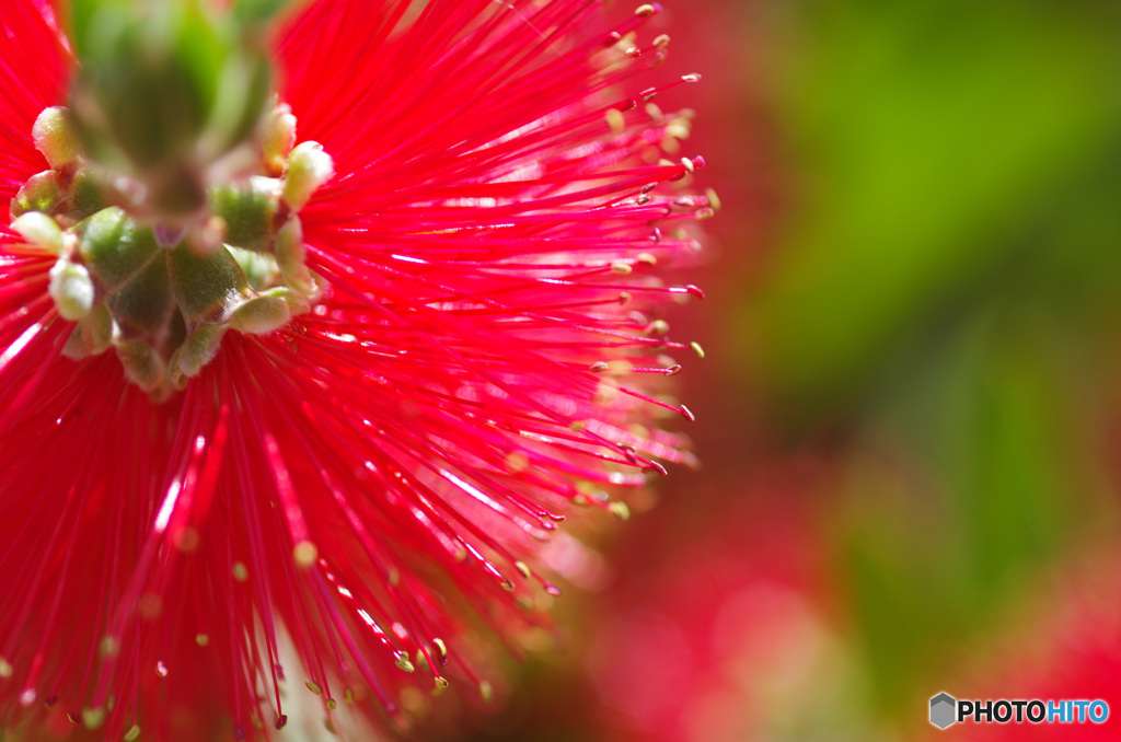 ブラシの木の花　拡大すると
