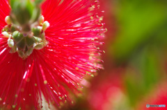 ブラシの木の花　拡大すると