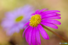 2色の花たちが見せる希望の春