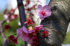 散りゆく花また美しい陽光桜