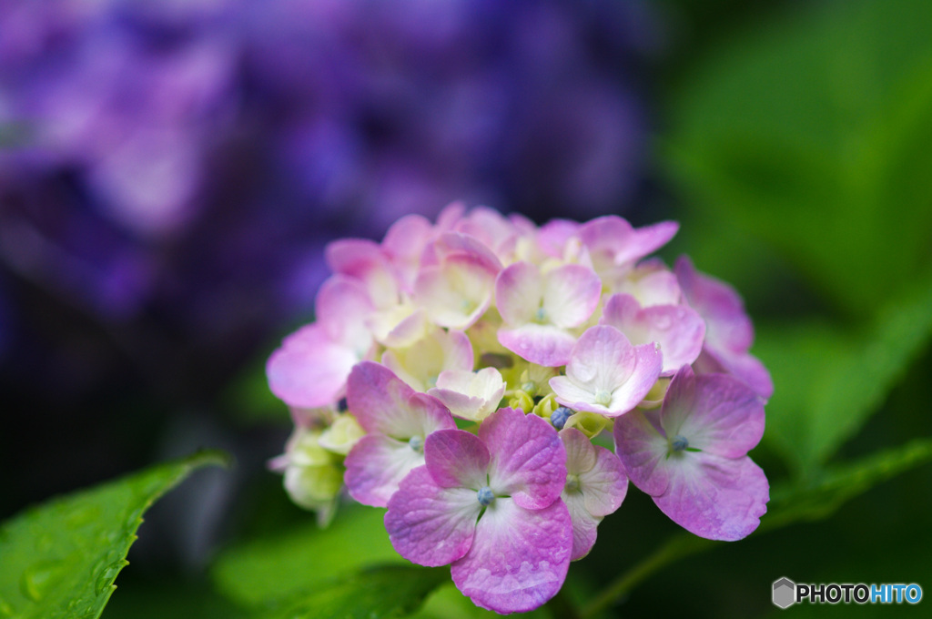 紫陽花　ピンクを引き立てるアオムラサキ