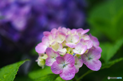 紫陽花　ピンクを引き立てるアオムラサキ