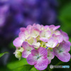 紫陽花　ピンクを引き立てるアオムラサキ