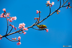 河津桜にメジロさん　その3