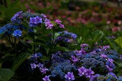 額紫陽花の鮮やかさ