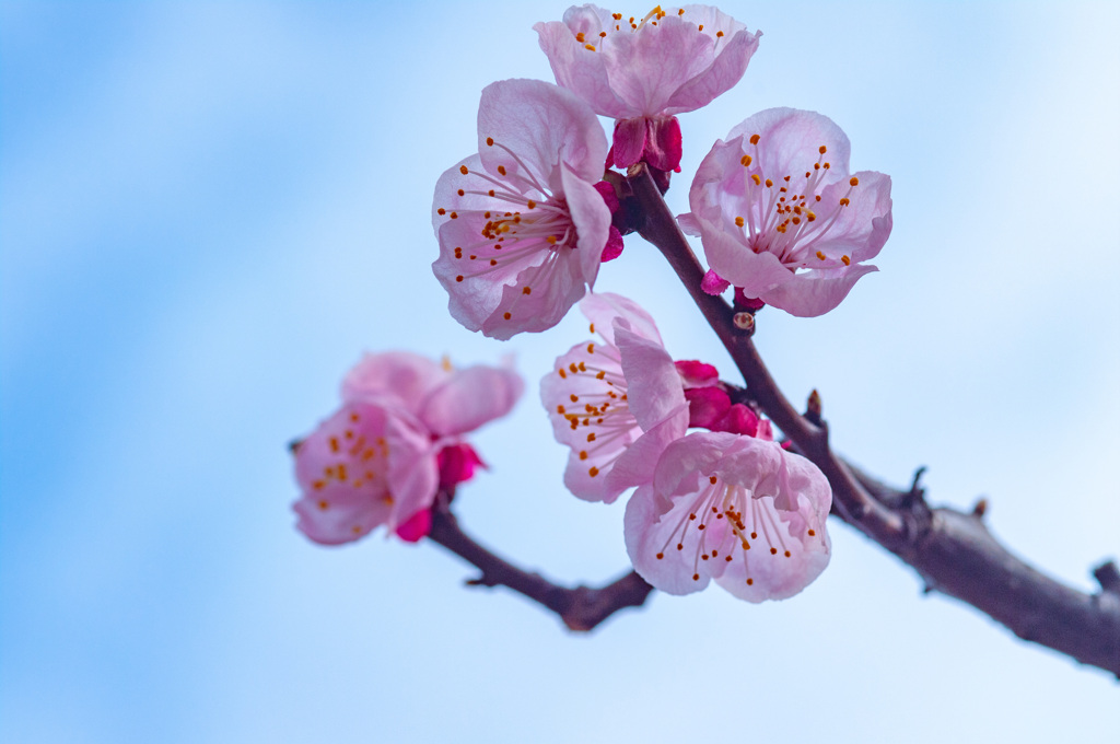 杏の花が咲きました