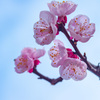 杏の花が咲きました