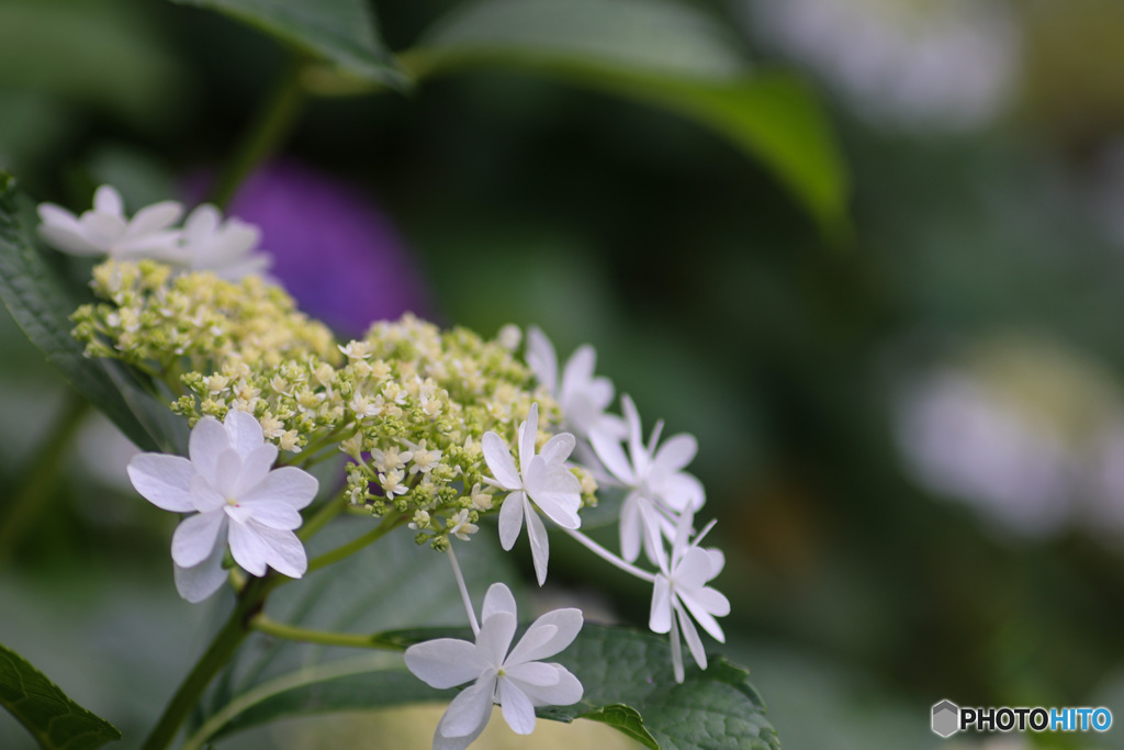 大きな花が小さな花たちを守る白いガクアジサイ