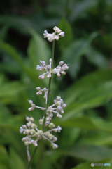 藪茗荷　ヤブミョウガ