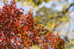 東京の紅葉　旧古河庭園の空に交差し映える