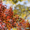 東京の紅葉　旧古河庭園の空に交差し映える