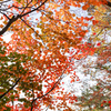 日光紅葉　昨年