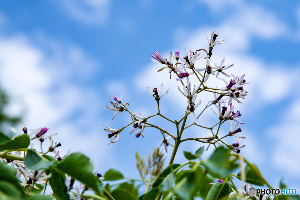 空に伸びる栴檀の花