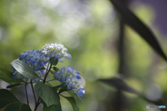 木漏れ日浴びる　紫陽花