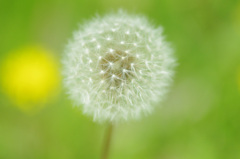 寄り添う花と綿毛たね
