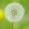 寄り添う花と綿毛たね