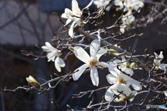 こぶしの花も咲きました