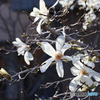 こぶしの花も咲きました
