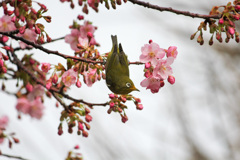 口元花粉だらけ！　桜のメジロ