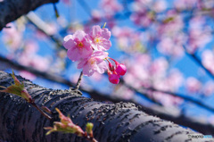 胴吹き　河津桜