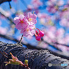 胴吹き　河津桜