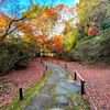 散り紅葉の道＠京都青蓮院