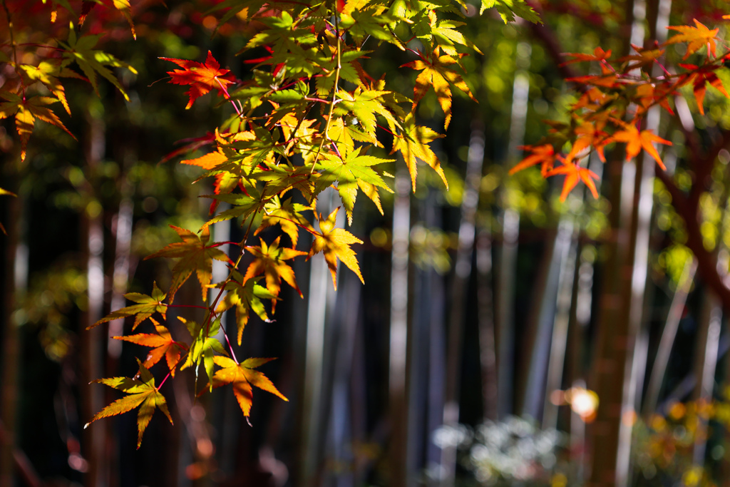 もみじ葉と竹林　松戸　東漸寺