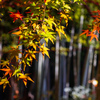 もみじ葉と竹林　松戸　東漸寺