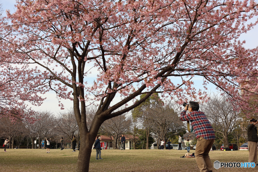 桜シーズン　中間振り返り　川津桜を撮る人を撮る