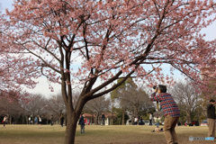 桜シーズン　中間振り返り　川津桜を撮る人を撮る