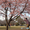 桜シーズン　中間振り返り　川津桜を撮る人を撮る