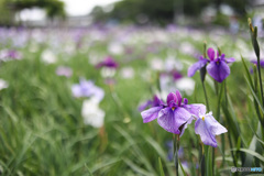 花菖蒲　潮来あやめ園　2