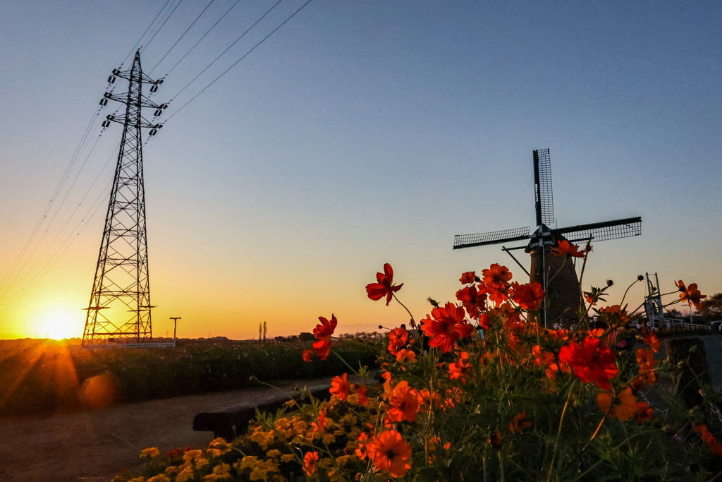 黄花コスモスが、夕日に照らされる秋