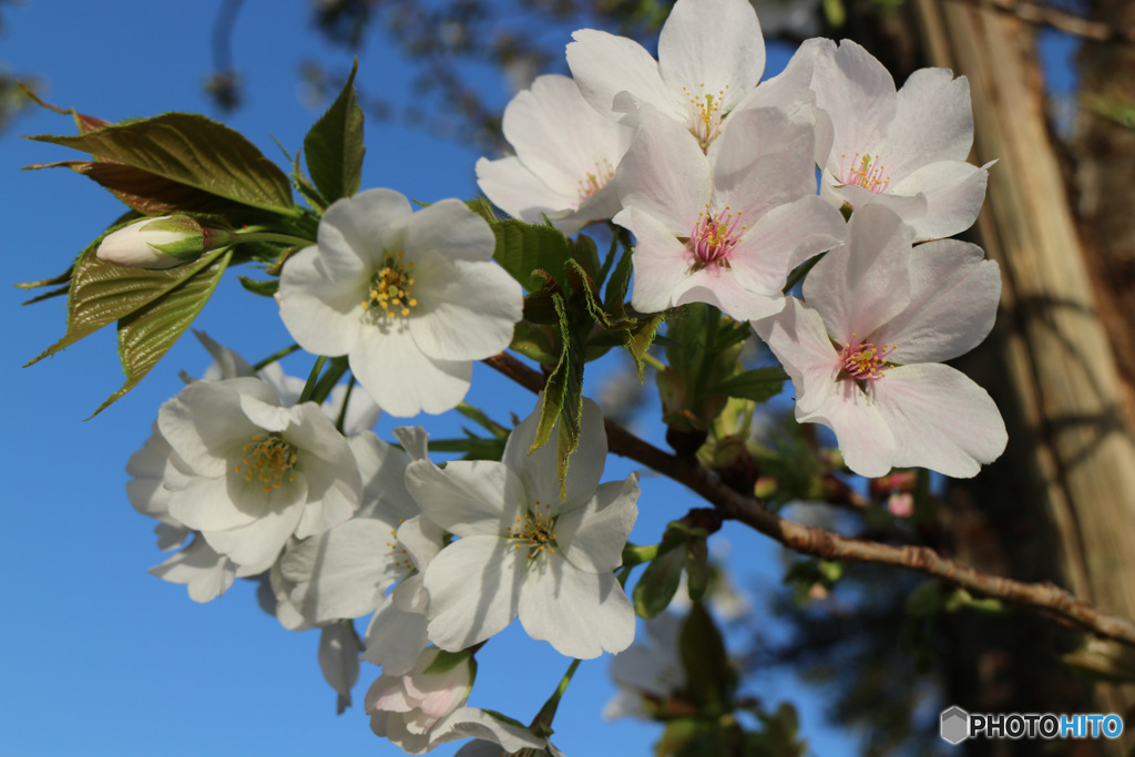 浦安　境川沿い　オオシマザクラと思われる桜が開花