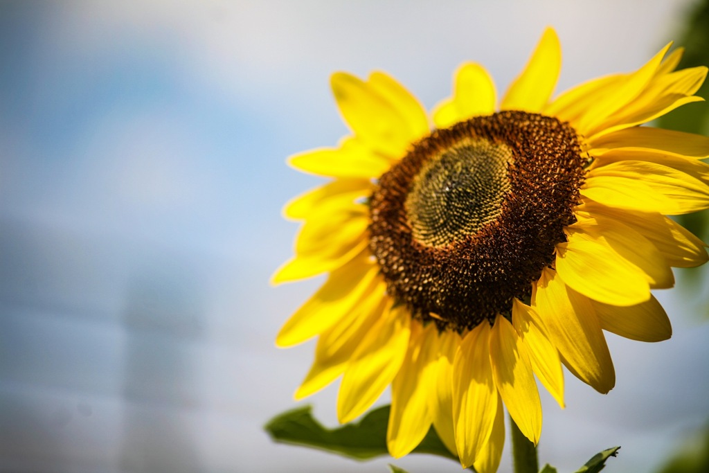 浦安境川べりの一番元気な向日葵