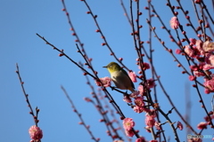 紅梅にウメジロー
