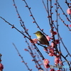 紅梅にウメジロー