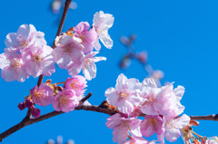 鮮やかピンクの河津桜