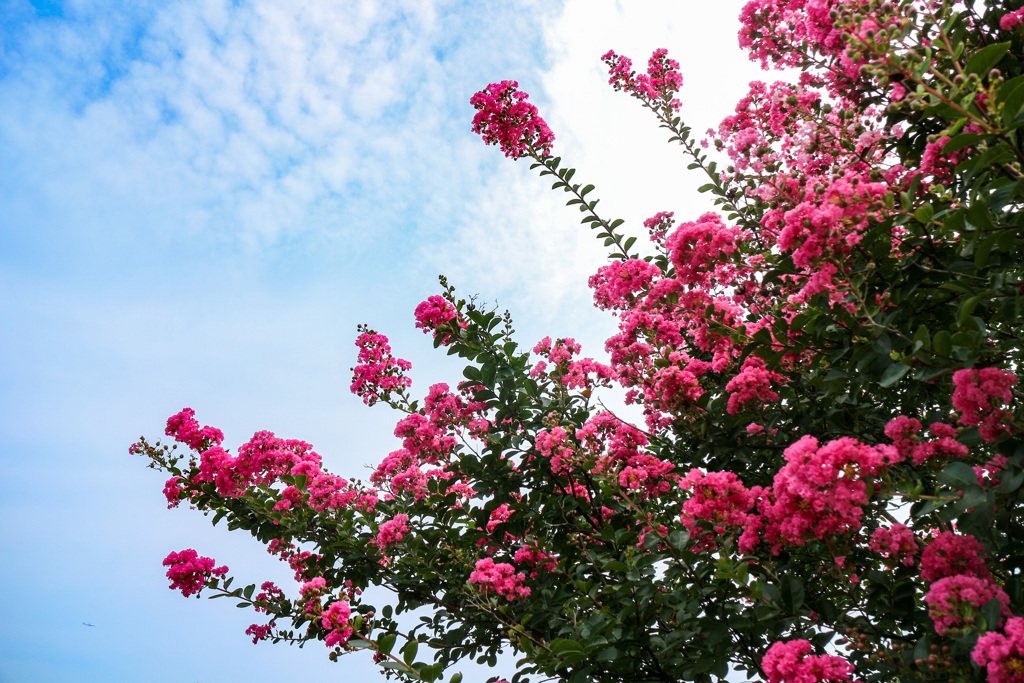 夏空に伸びるサルスベリの花