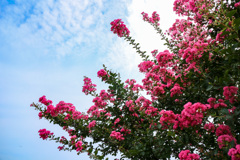 夏空に伸びるサルスベリの花