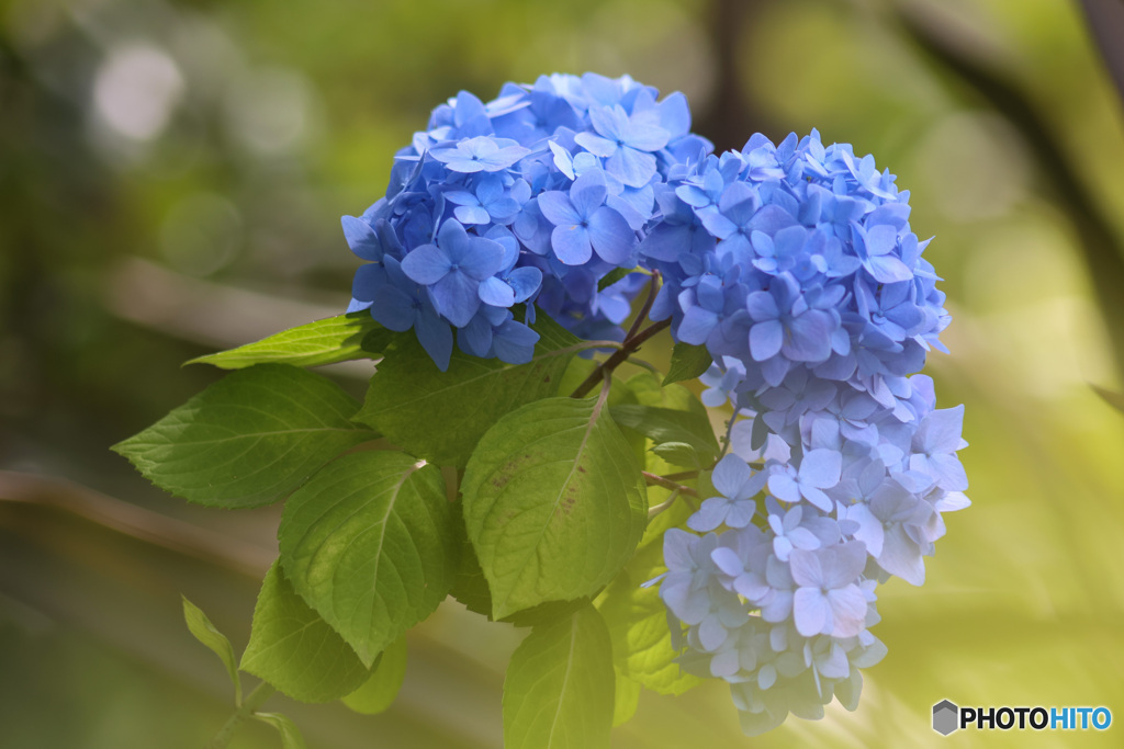 青い紫陽花もいよいよ季節です