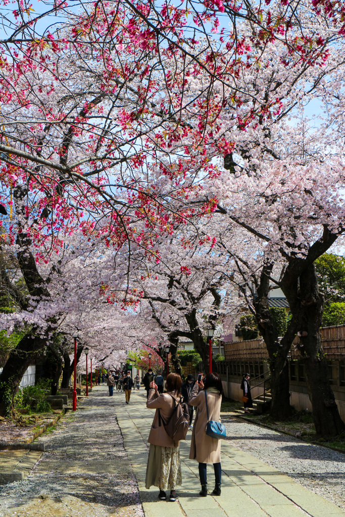 桜咲く参道　