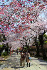 桜咲く参道　