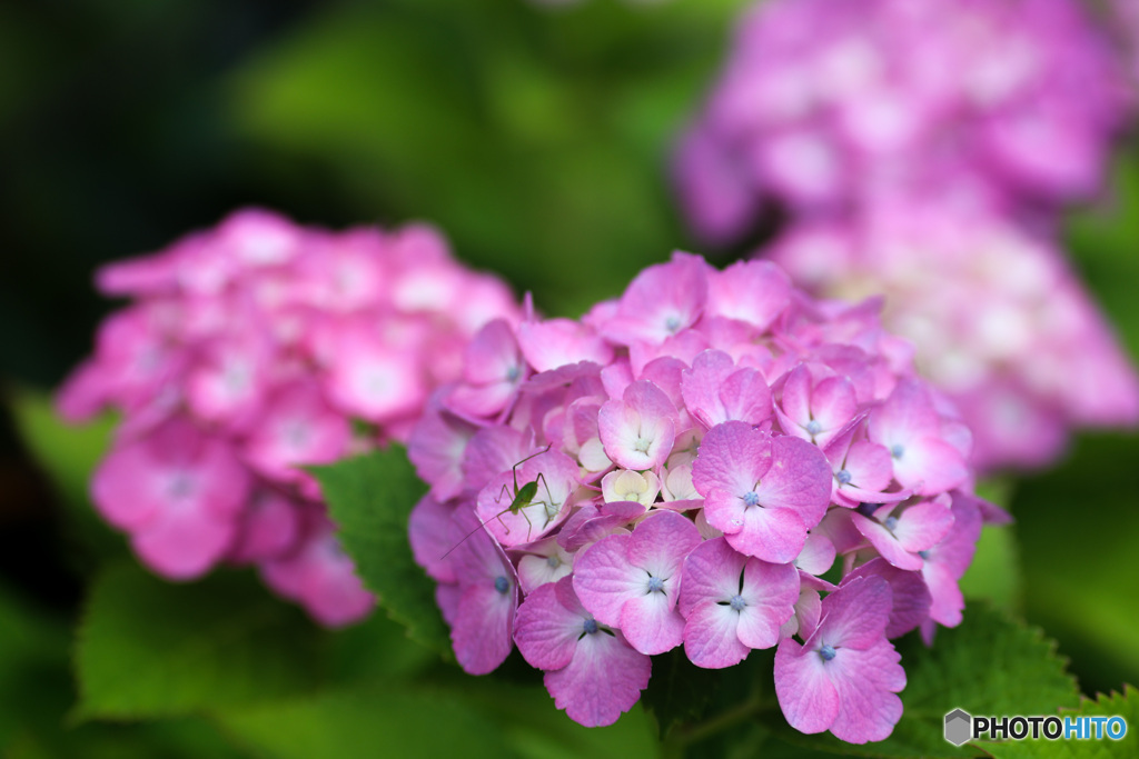 ピンク紫陽花に緑一点