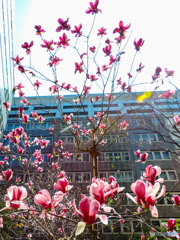 オフィス街に咲くマグノリア　木蓮の花