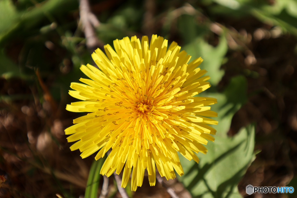 暖かい11月　まだ咲くタンポポ