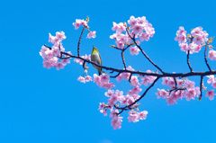 桜の蜜美味しい！　青空が気持ちいい！