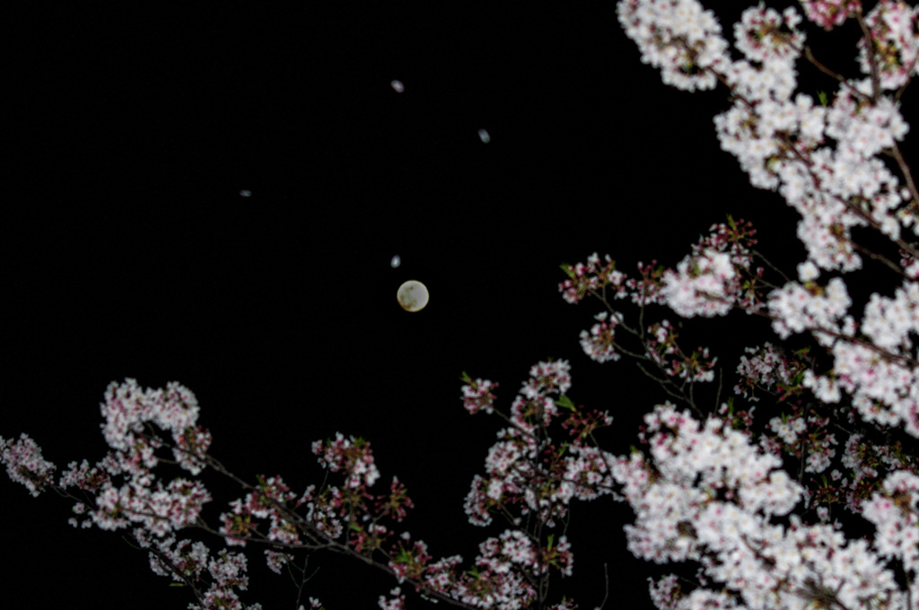 桜散る中のスーパームーン
