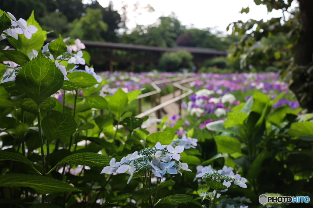 紫陽花とあやめを愛でる　本土寺にて